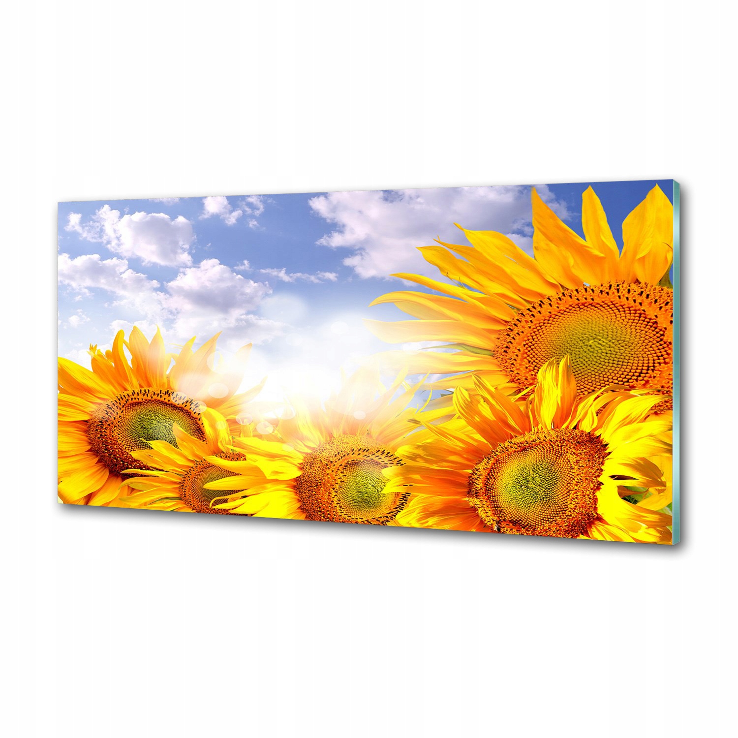 Dekorační panel sklo Slunečnice 100x50 cm Lepidlo