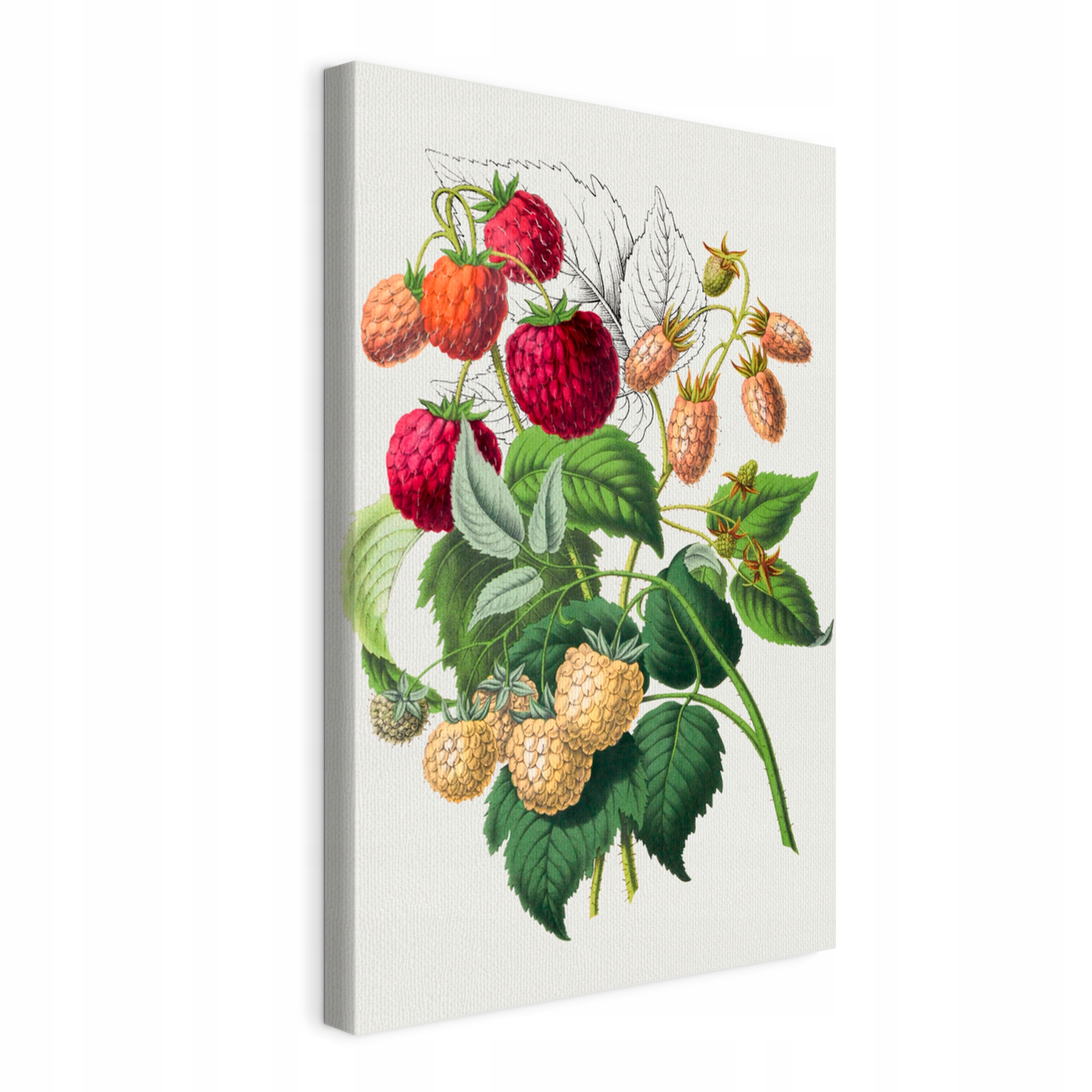 Obraz na plátně Botanické maliny do kuchyně restaurace 60x90