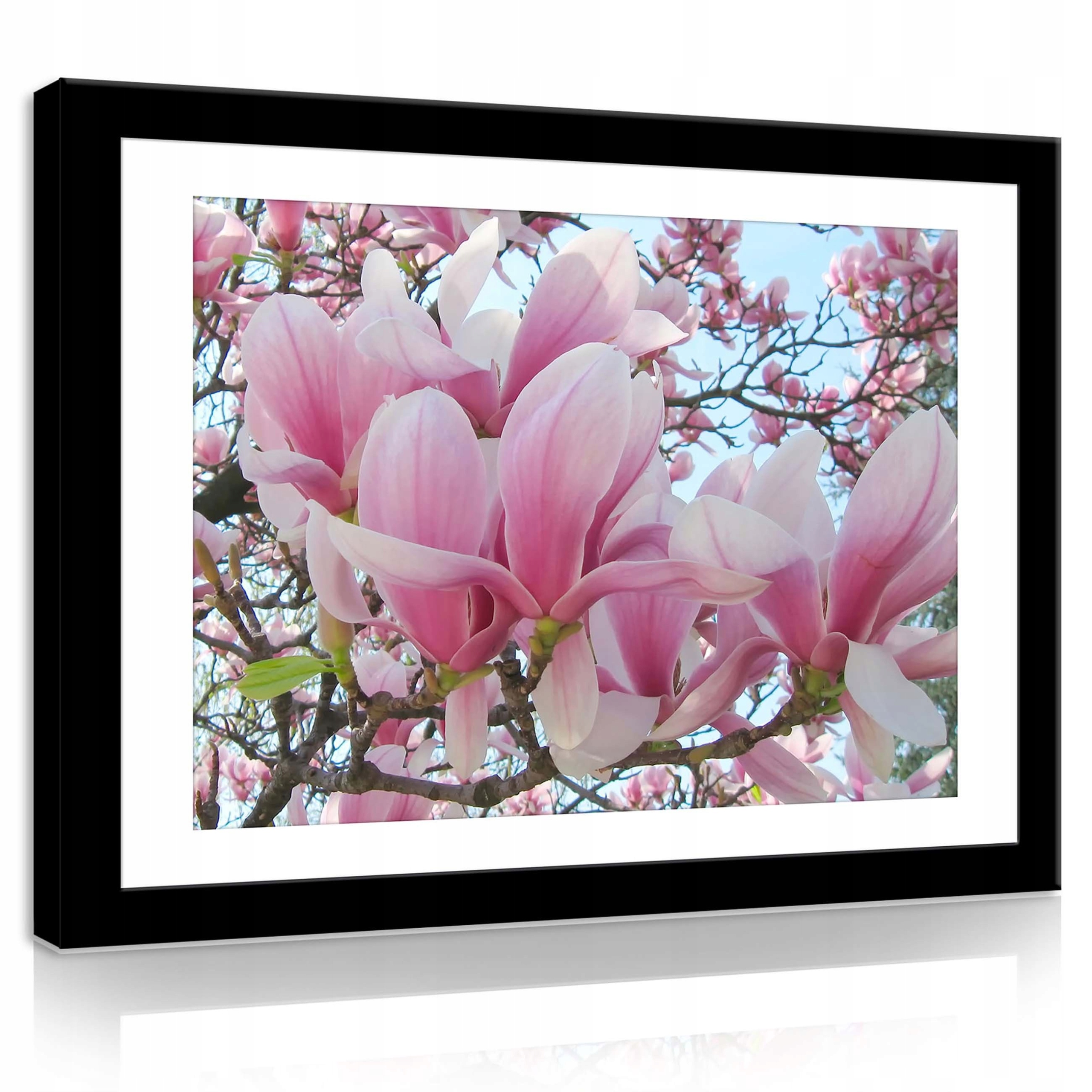 Obraz 70x50 Kvetoucí magnolie růžové květy jaro příroda klid radost