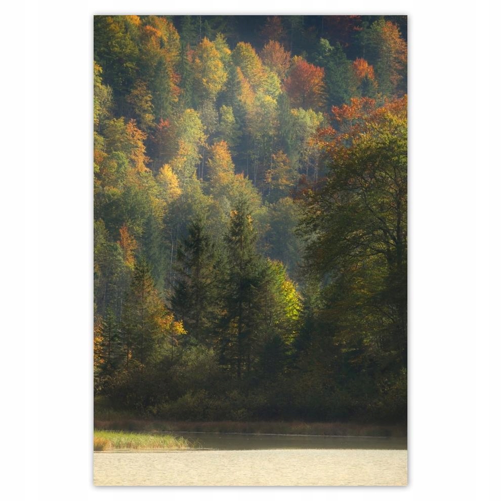 

Plakaty 40x60 Leśny krajobraz Widok