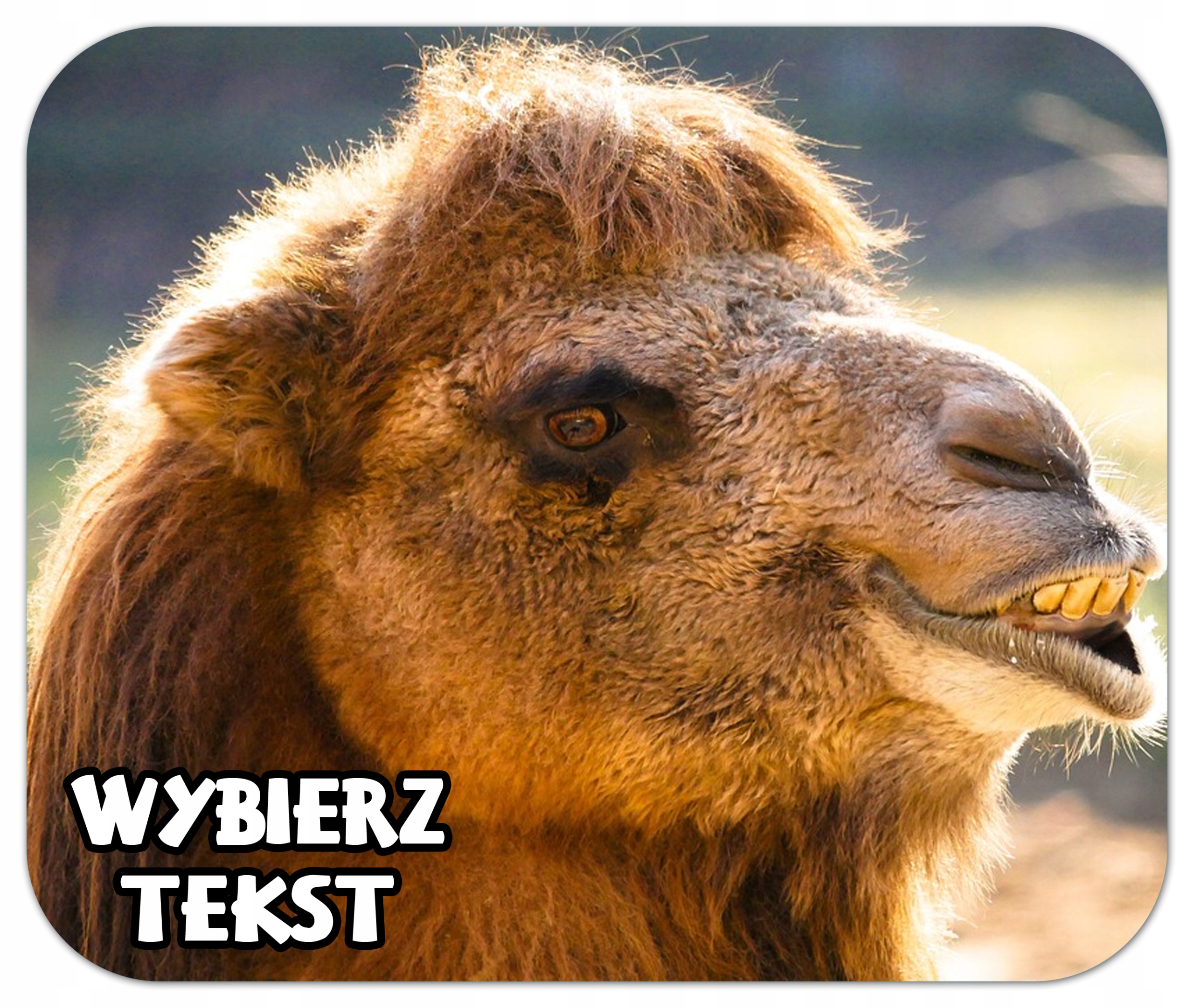 

Podkładka Pod Mysz Foto Zdjęcie Wielbłądy Napis
