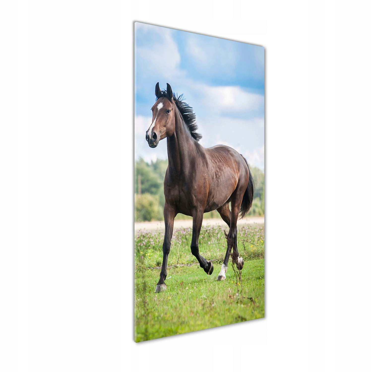 

Foto obraz szkło hartowane Koń na polu 50x125 cm