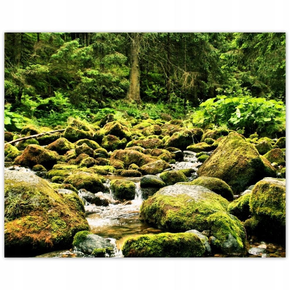 

Plakat 50x40 Tatry Polskie góry Widok