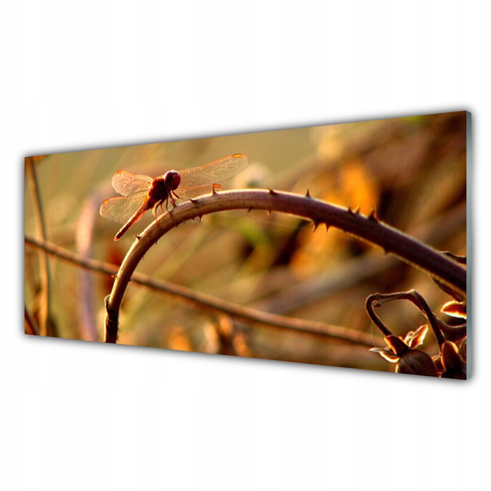 

Obraz akrylowy wiszący 125x50 Ważka Natura Roślina