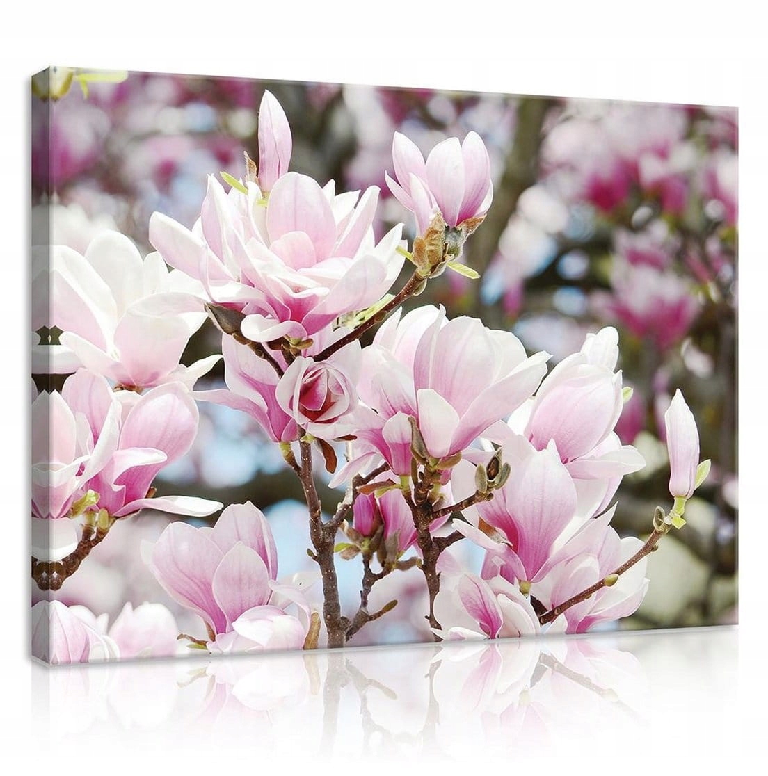 Obraz 100x75 Magnolie kvetení jaro květy růžová příroda klid