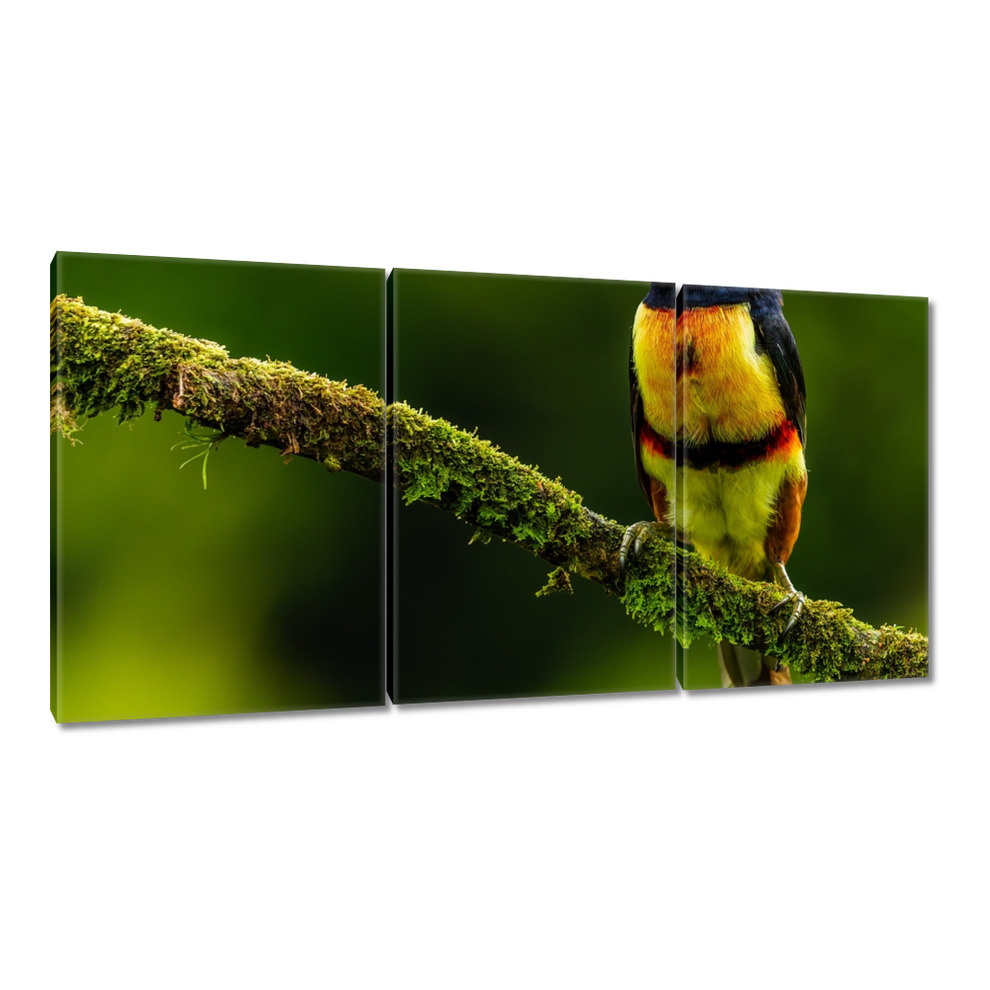 

Obrazy 120x60 Ptaki Ptaszki Ptactwo