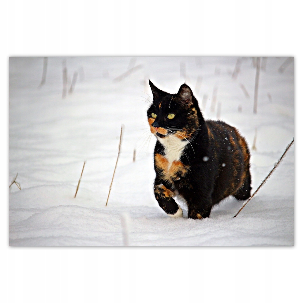 

Plakaty 93x62 Kot Kotek Kotki Koty