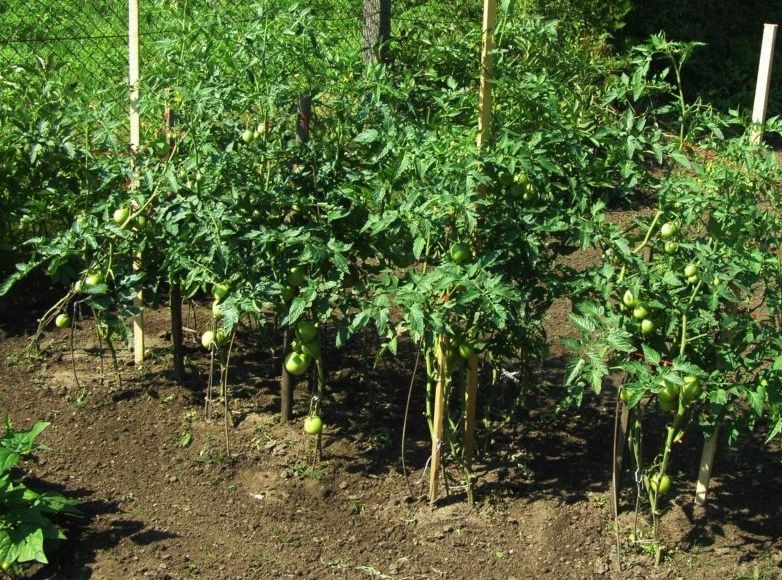 Palik tyczka podpora pomidor rośliny 110 cm EAN (GTIN) 5904730149365