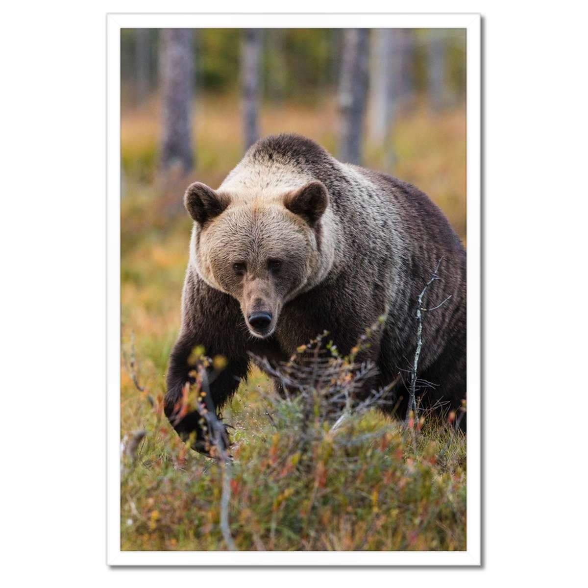 Plakáty v rámu 40x60 Zvířata Zvířátka