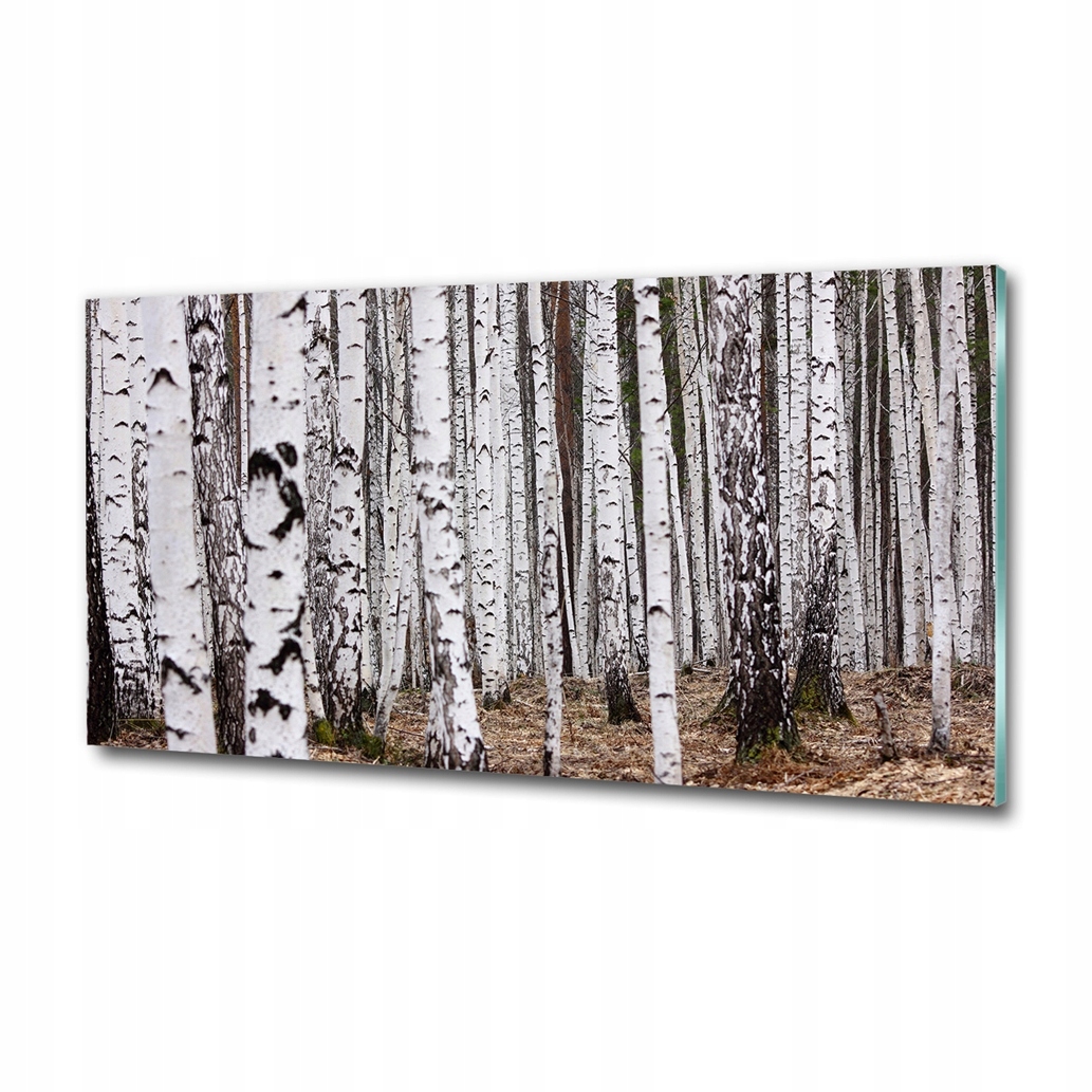 plexi obraz moderní dekor Bříza 100x50