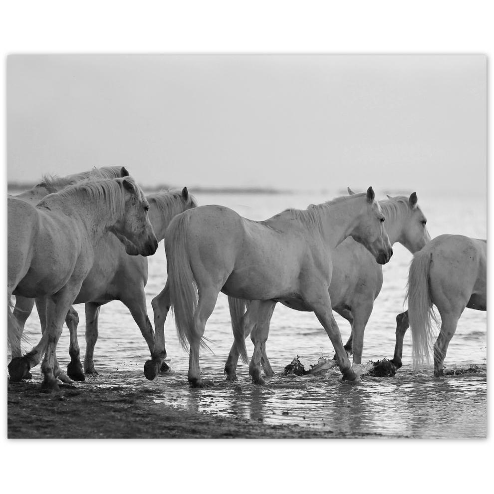 

Plakat 50x40 Konie