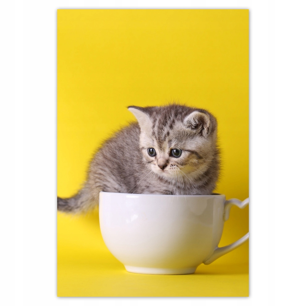 

Plakaty 62x93 Kot Kotek Koty Kicia