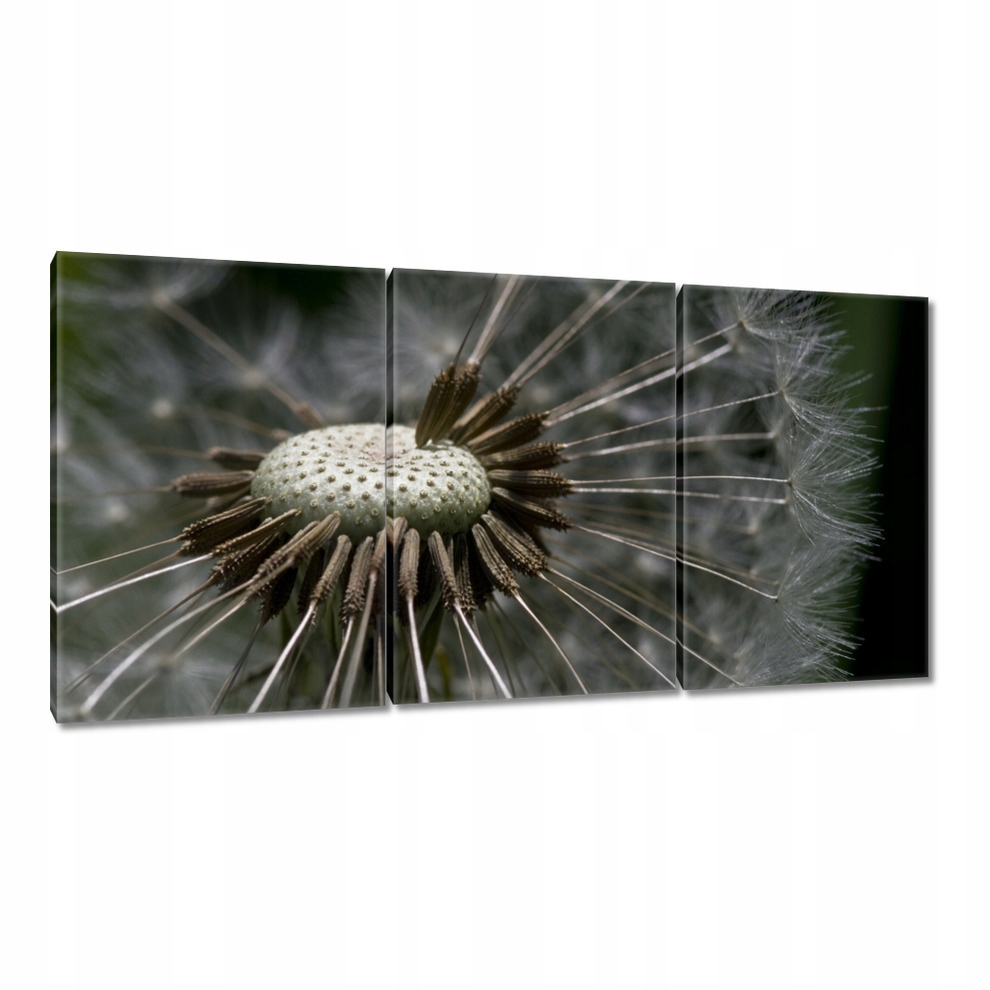 

Obrazy 120x60 Dmuchawiec od środka