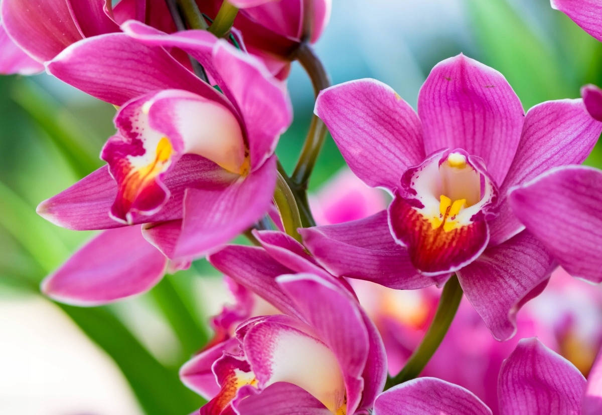 

Tapeta flizelinowa Różowe orchidee - 152x104