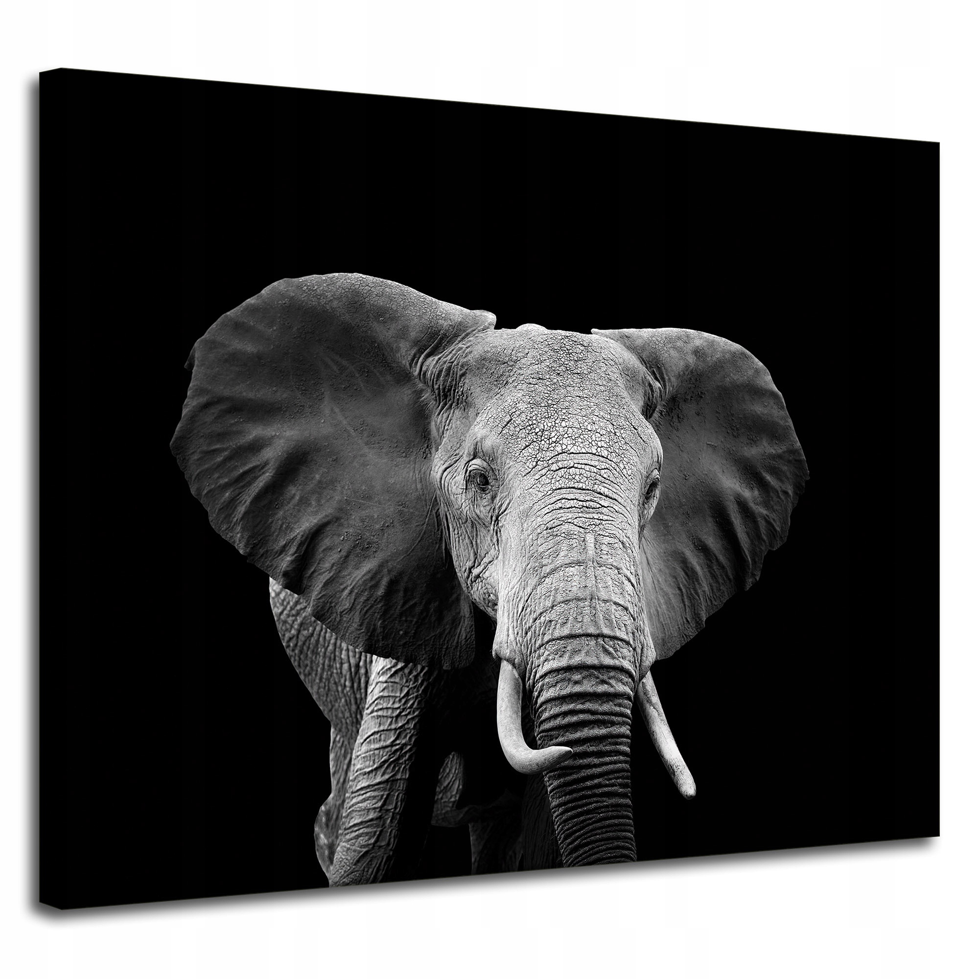 Obraz na plátně Šedý velký slon na černém pozadí 100 x 80 cm