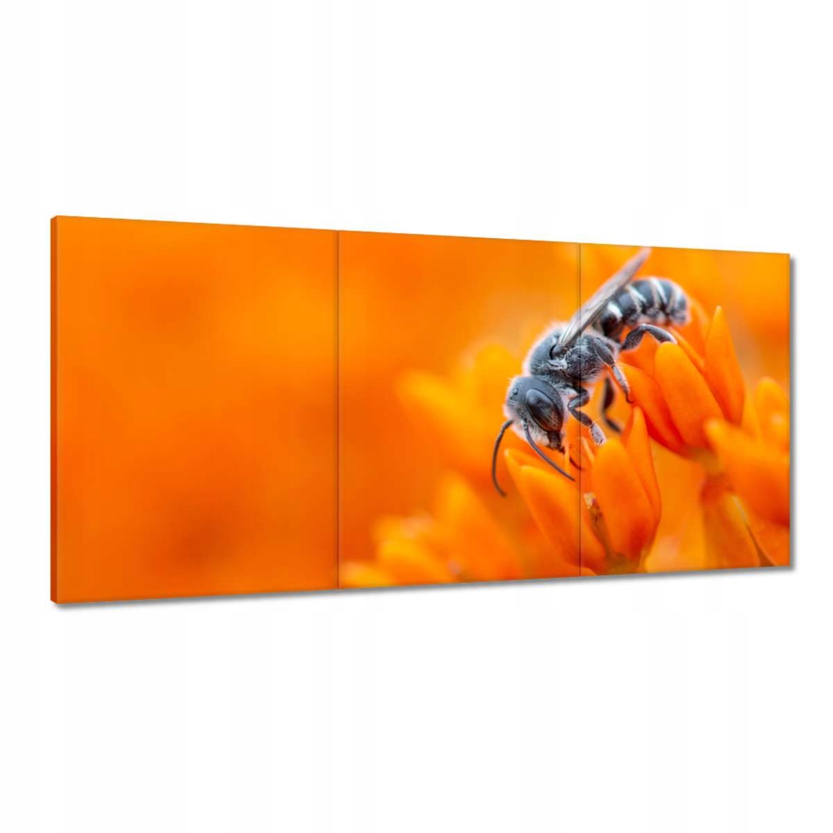 Obrazy 180x90 Zvieratá Zvieratká