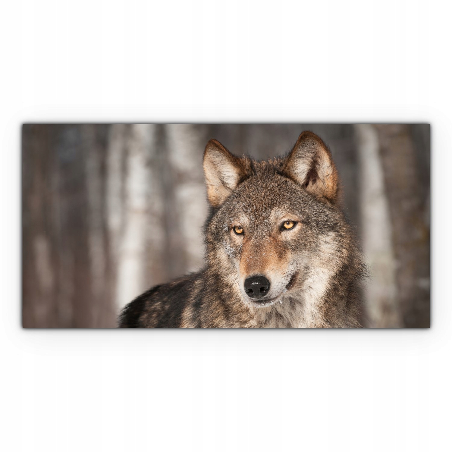 

Canvas na ramie ścienny 140x70 Wilk Natura Zwierzę