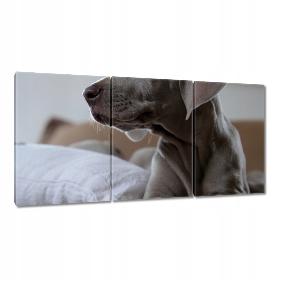 

Obrazy 120x60 Pies Piesek Psiaki