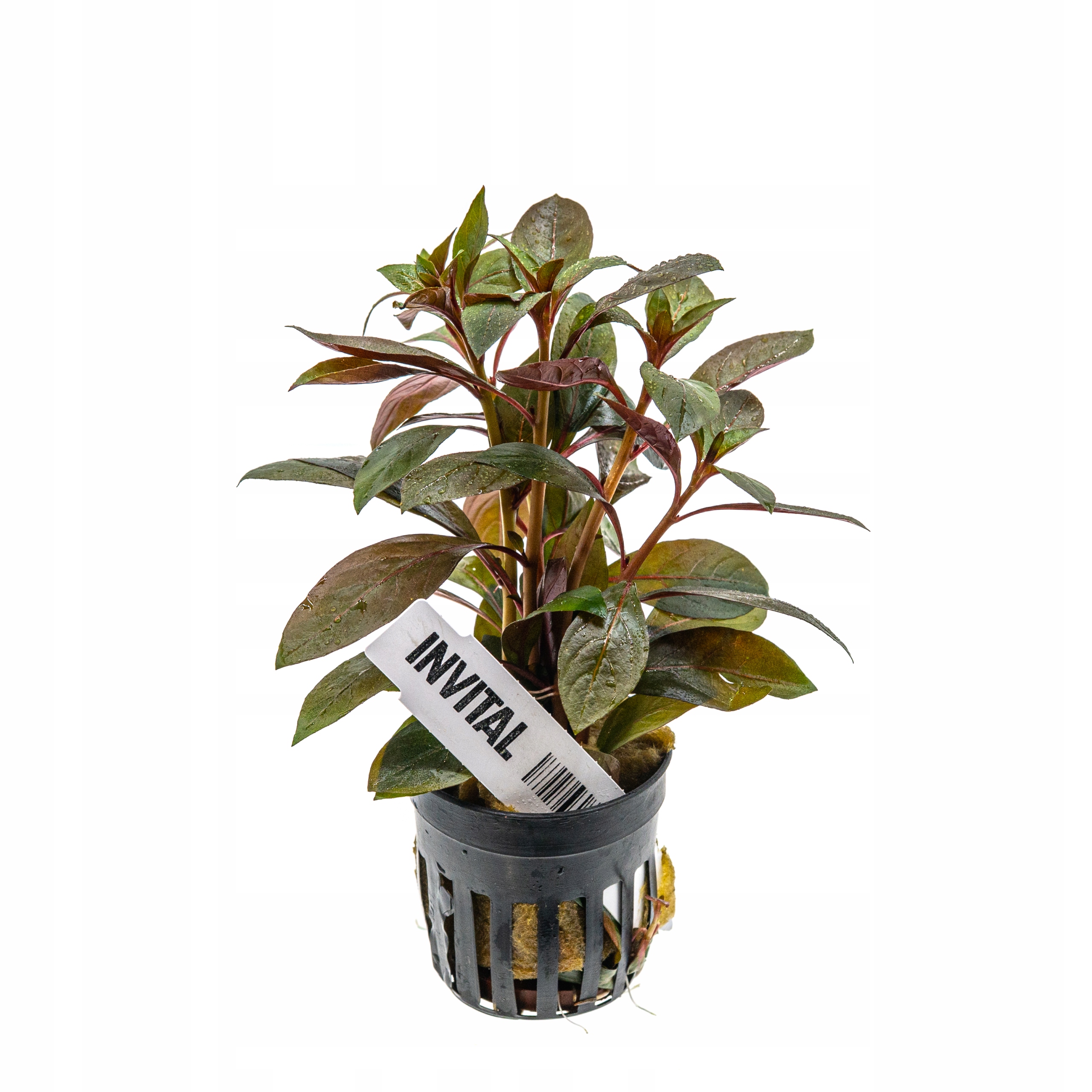 INVITAL Ludwigia repens koszyk Ø 5,5 cm