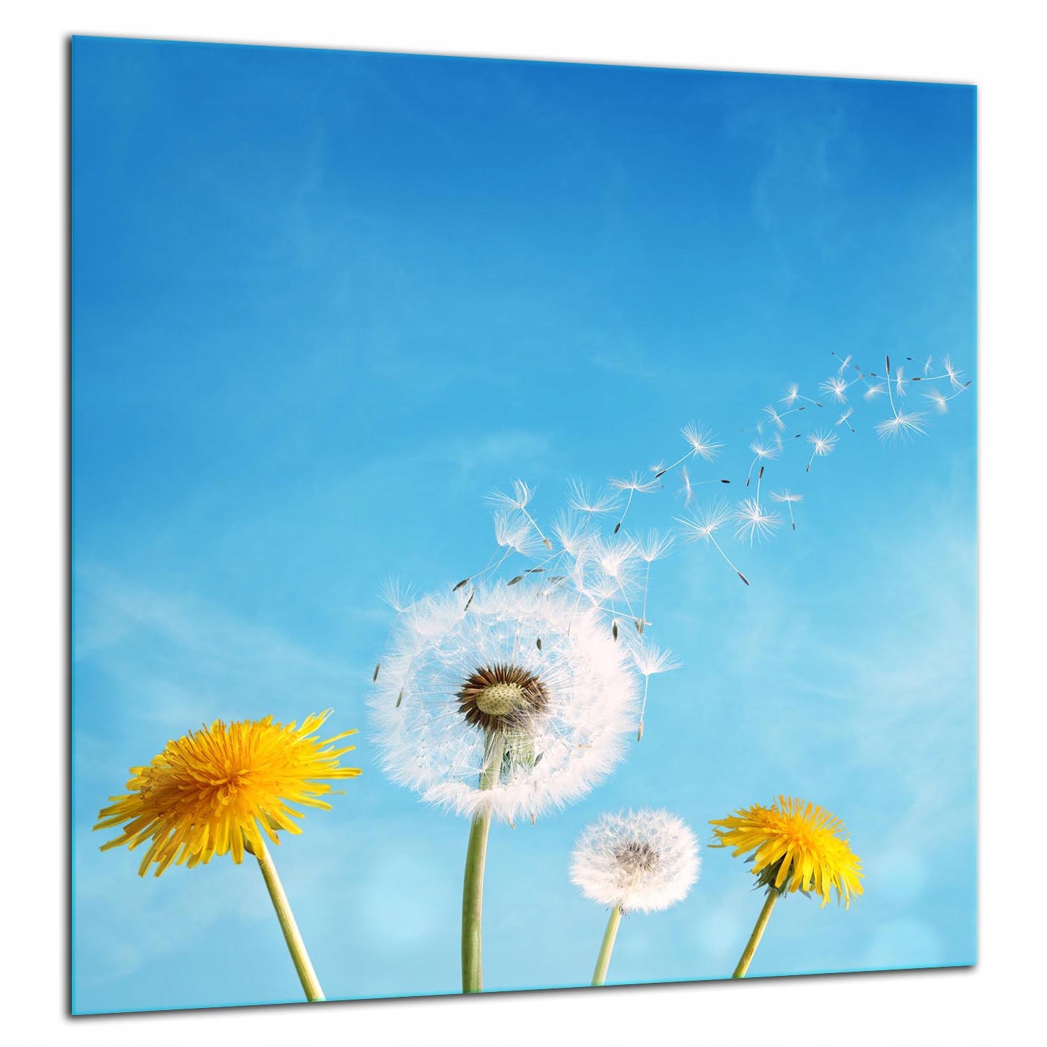 Skleněná Ochranná Deska Panel Lepidlo 60x65 Květiny