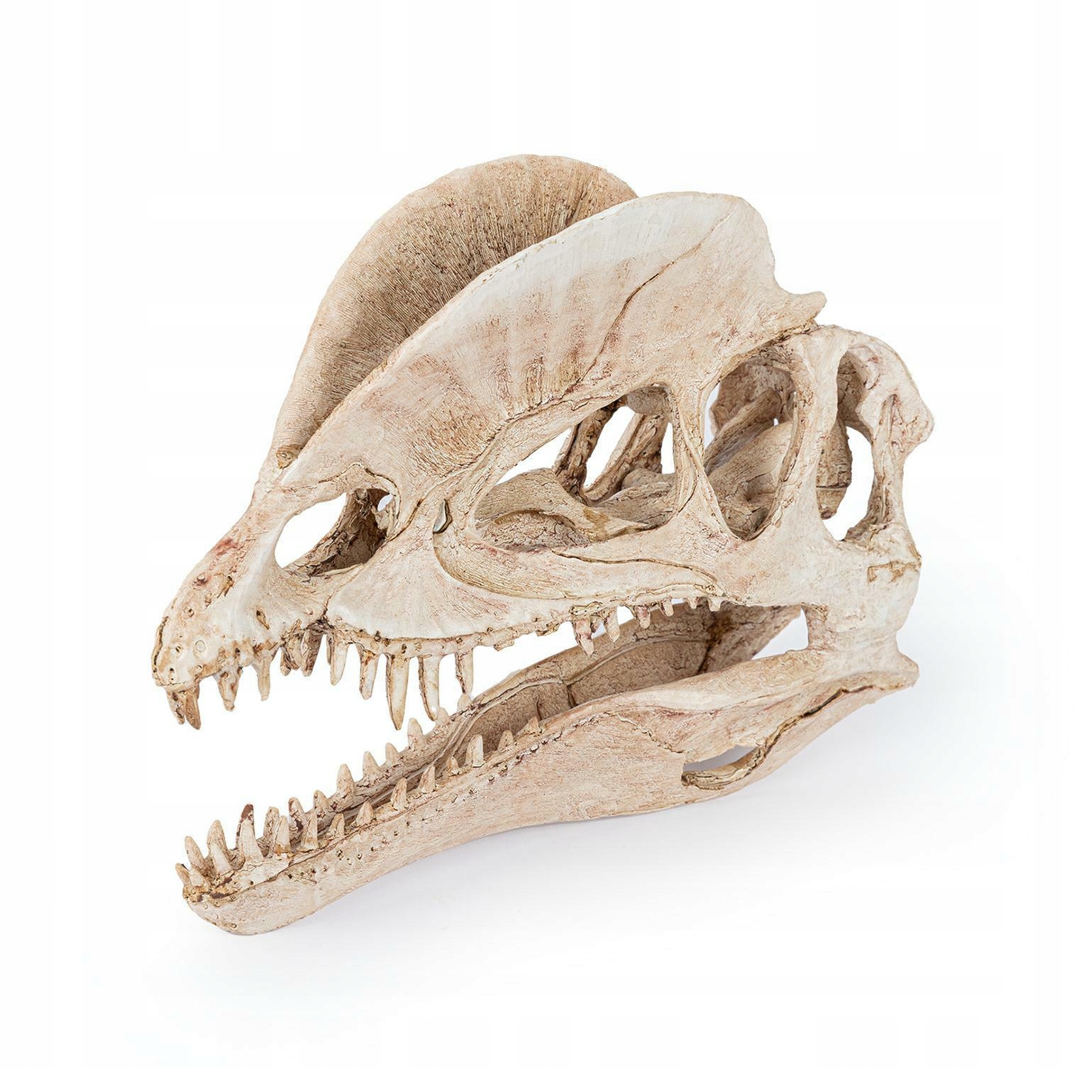 Levně Lebka Dinosaura Akvarijní Ozdoba Do Akvária Dekorace Velikost 19 CM 1 Ks