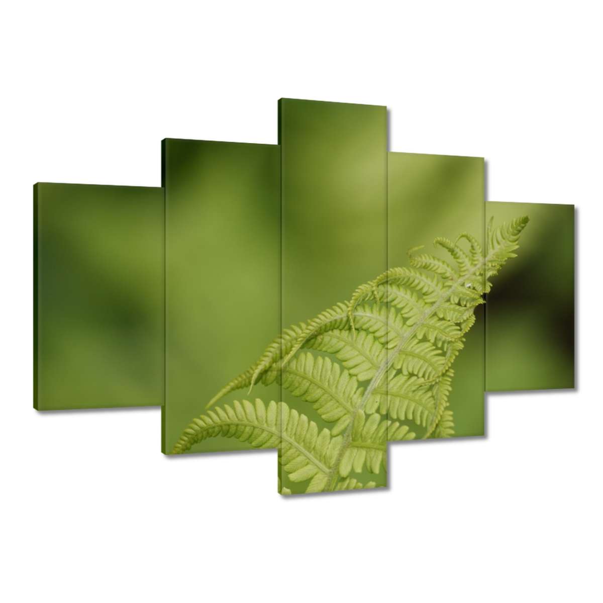 Obrazy 150x105 Paprotky Les Zeleň List