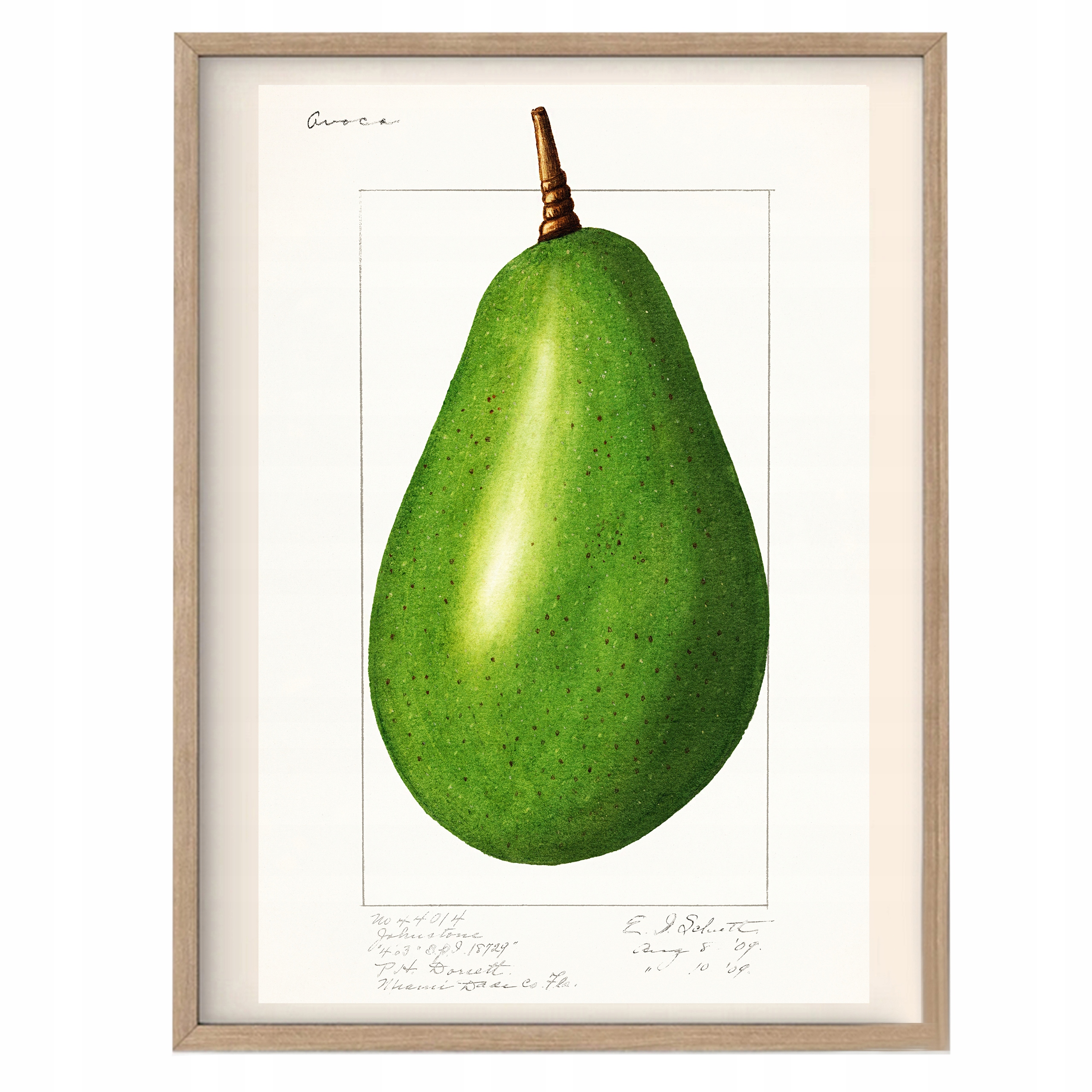 

Plakat do Kuchnii Avocado Vintage Retro Obraz A3