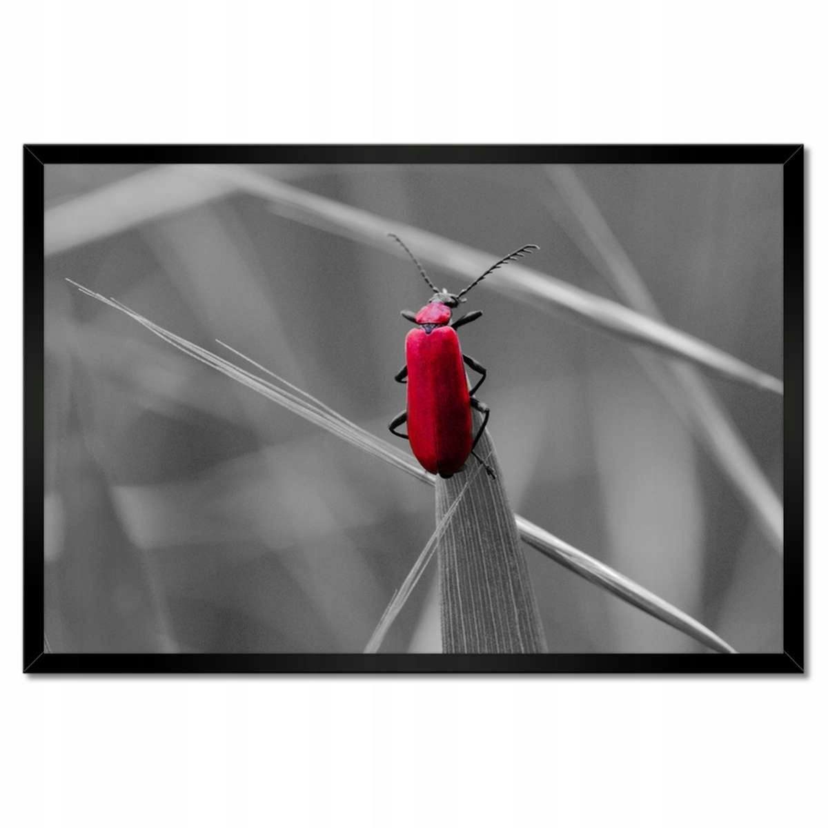 Plakáty v rámu 60x40 W Szczebrzeszyna