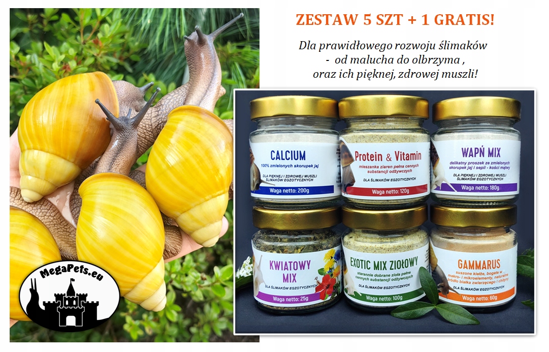 Levně Sada 5 1 Bonus! Šneci Achatina Lissachatina Doplňky Sepia Kost