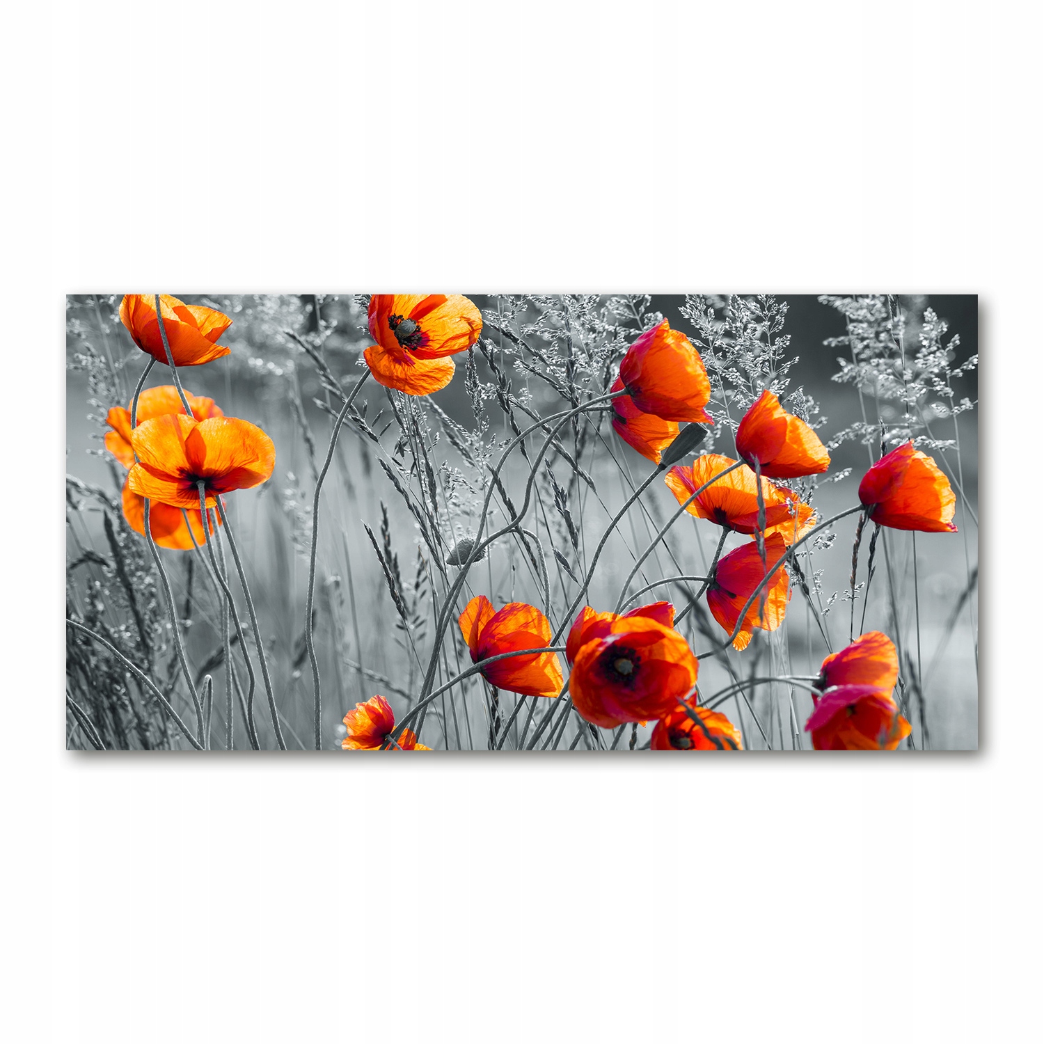 

Foto-obraz akrylowy Polne maki zdjęcie 140x70 cm