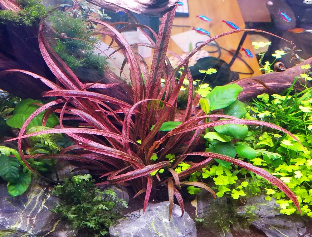 INVITAL Cryptocoryne spiralis red Koszyk Ø 5,5 cm