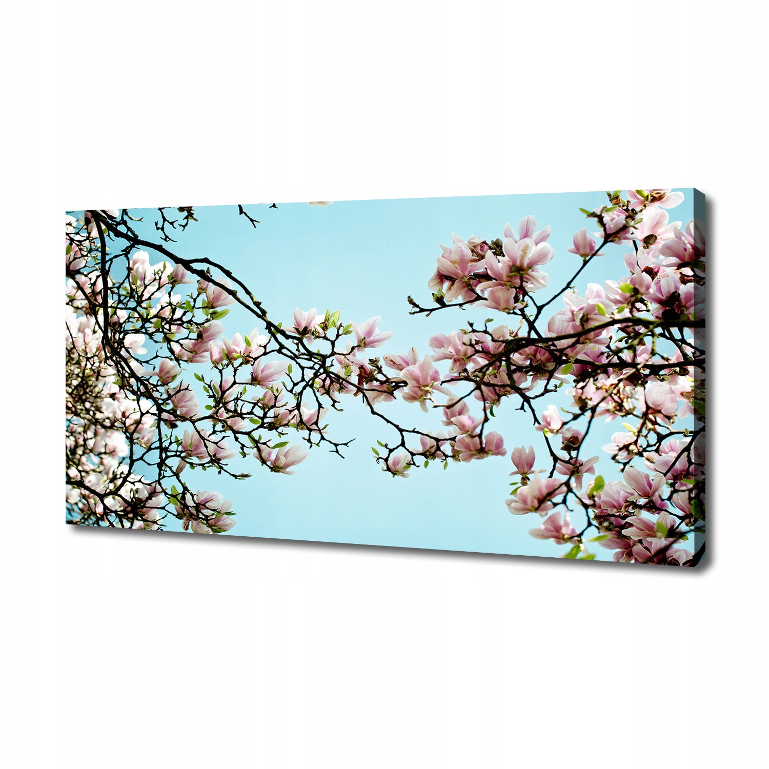 

Foto obraz na płótnie Kwiaty magnolii 140x70 cm