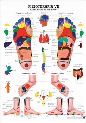 Plakat tablica medyczna anatomiczna Refleksoterapia stopy 70x100cm Pl