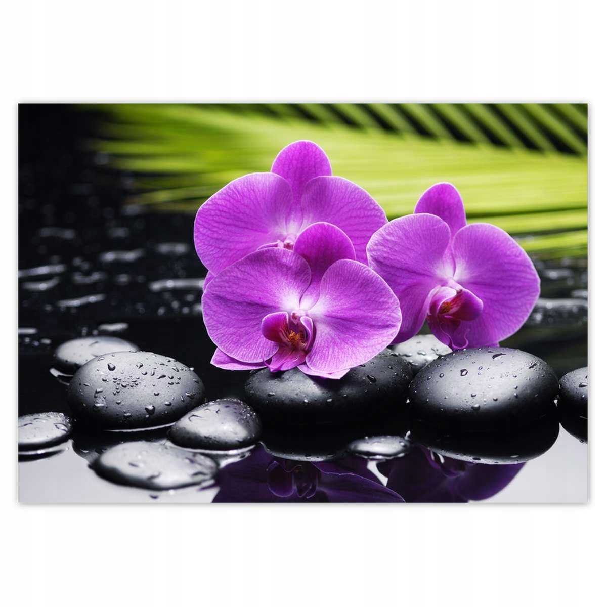 Fototapety 208x146 Orchidea na Deň sv. Valentína