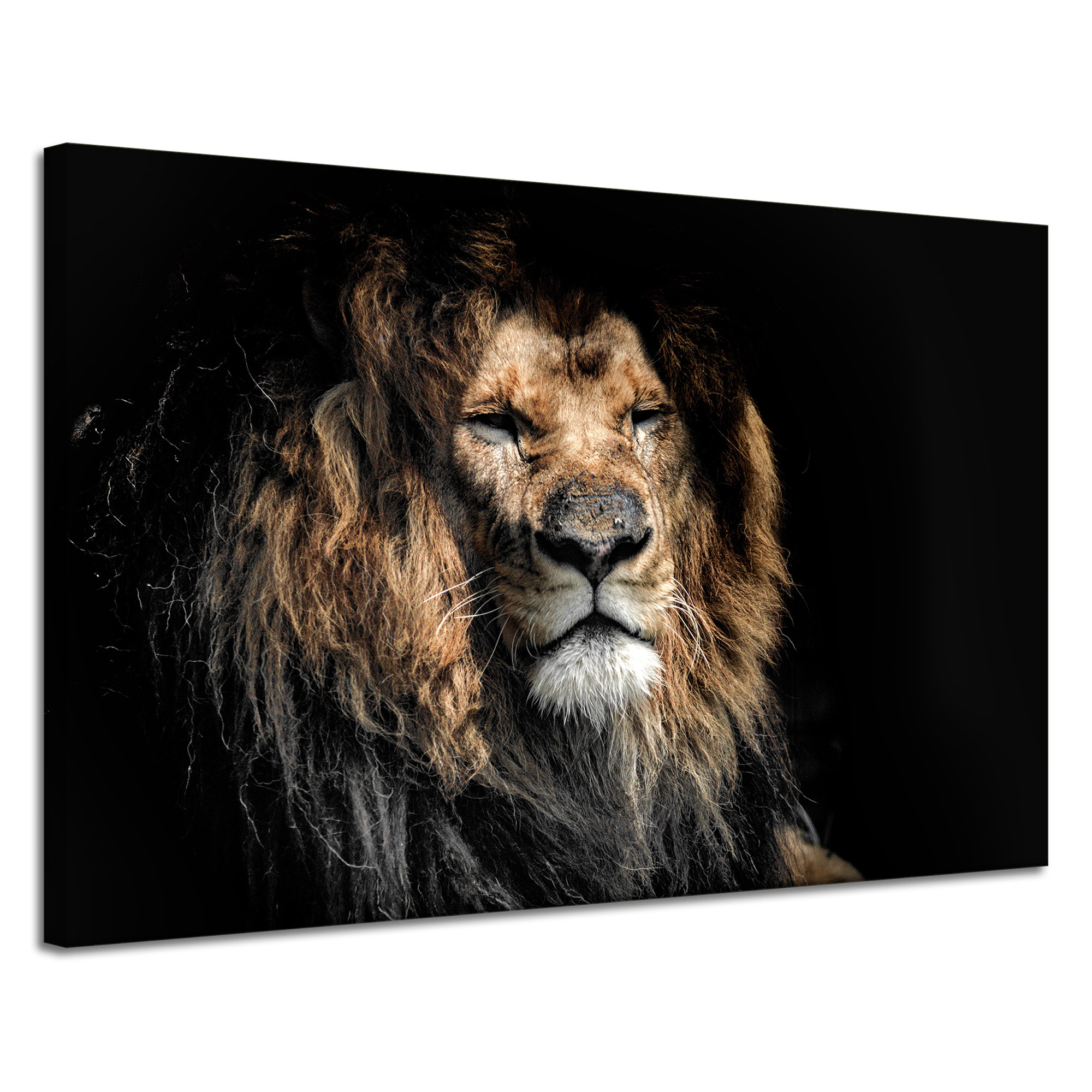 Obraz na plátně Dospělý lev Zvíře Král všech zvířat 120x80