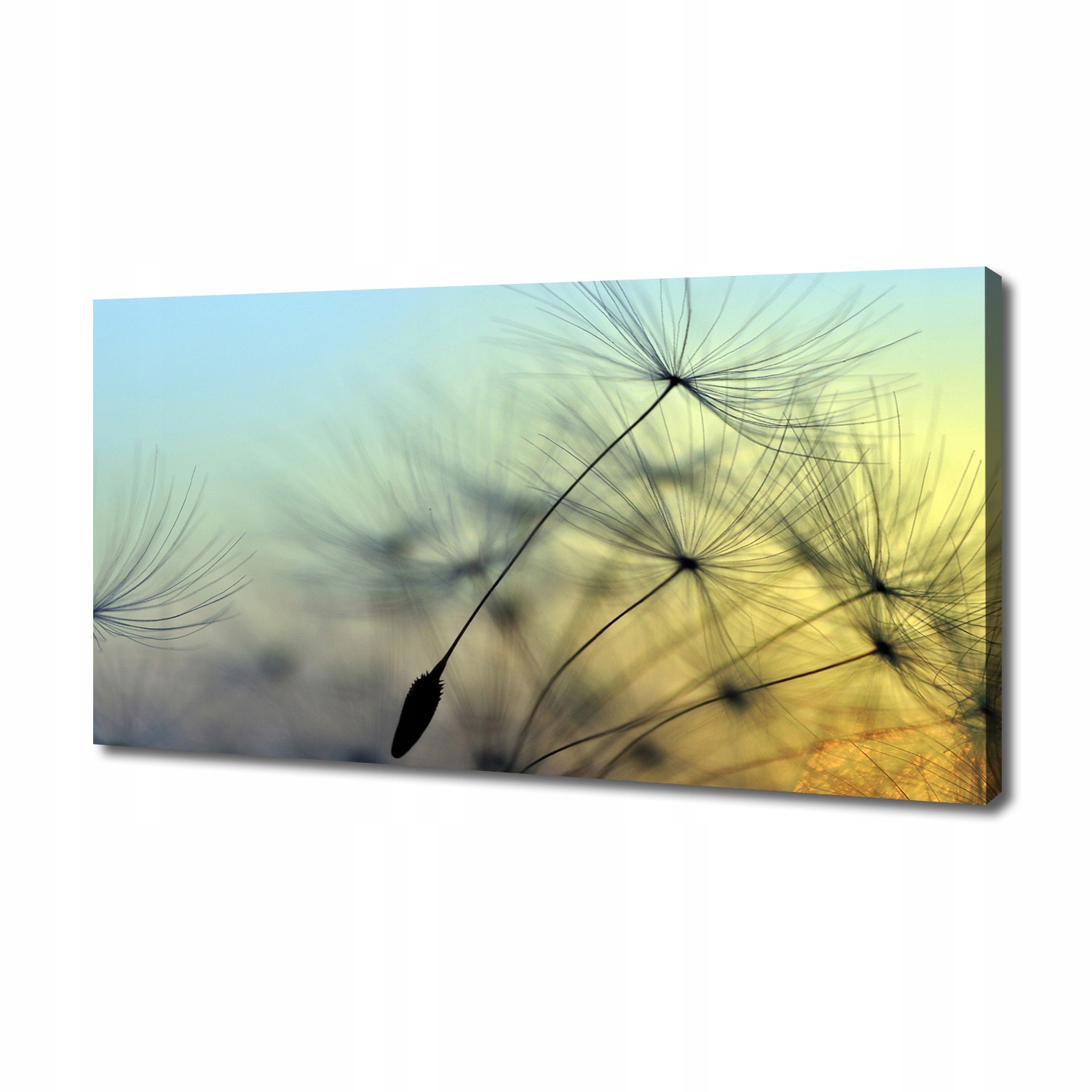 

Foto obraz na płótnie Nasiona dmuchawca 140x70 cm