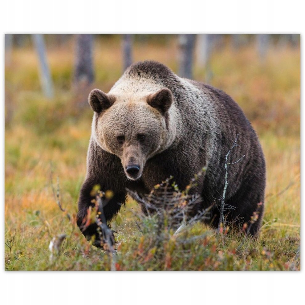 

Plakat 50x40 Zwierzęta Zwierzątka