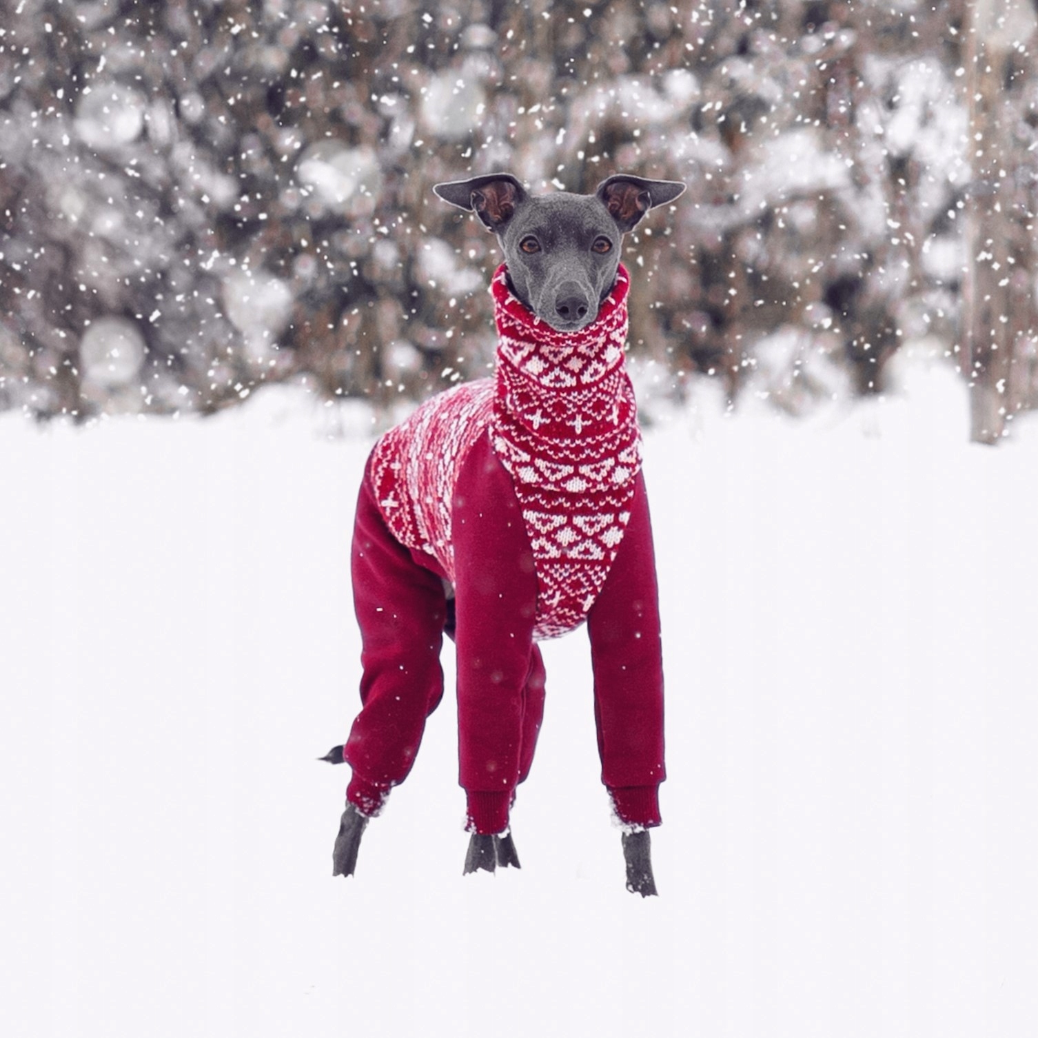 Levně Oblečení pro italského chrtíka Retro vánoční kombinéza