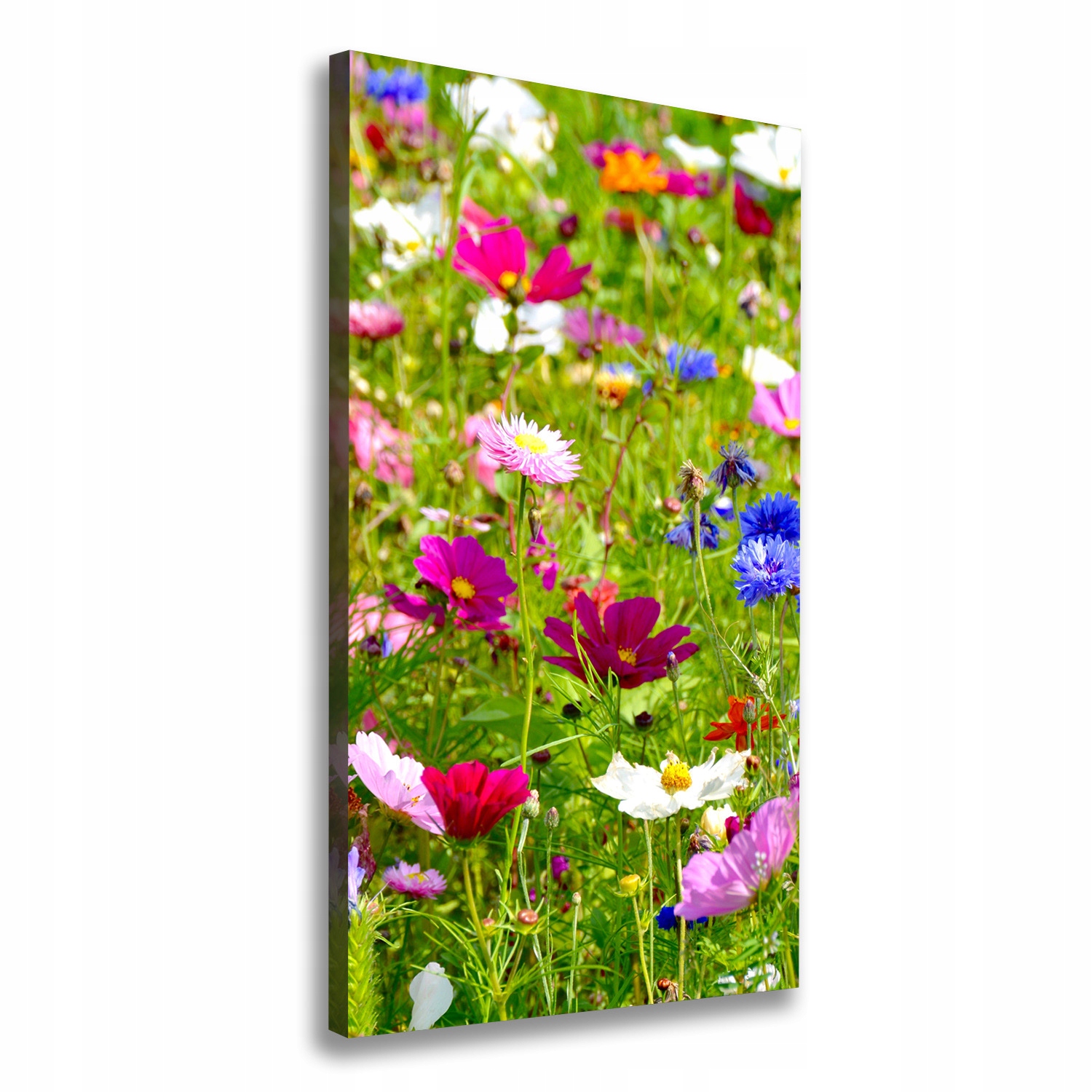 

Foto obraz canvas do salonu Polne kwiaty 60x120
