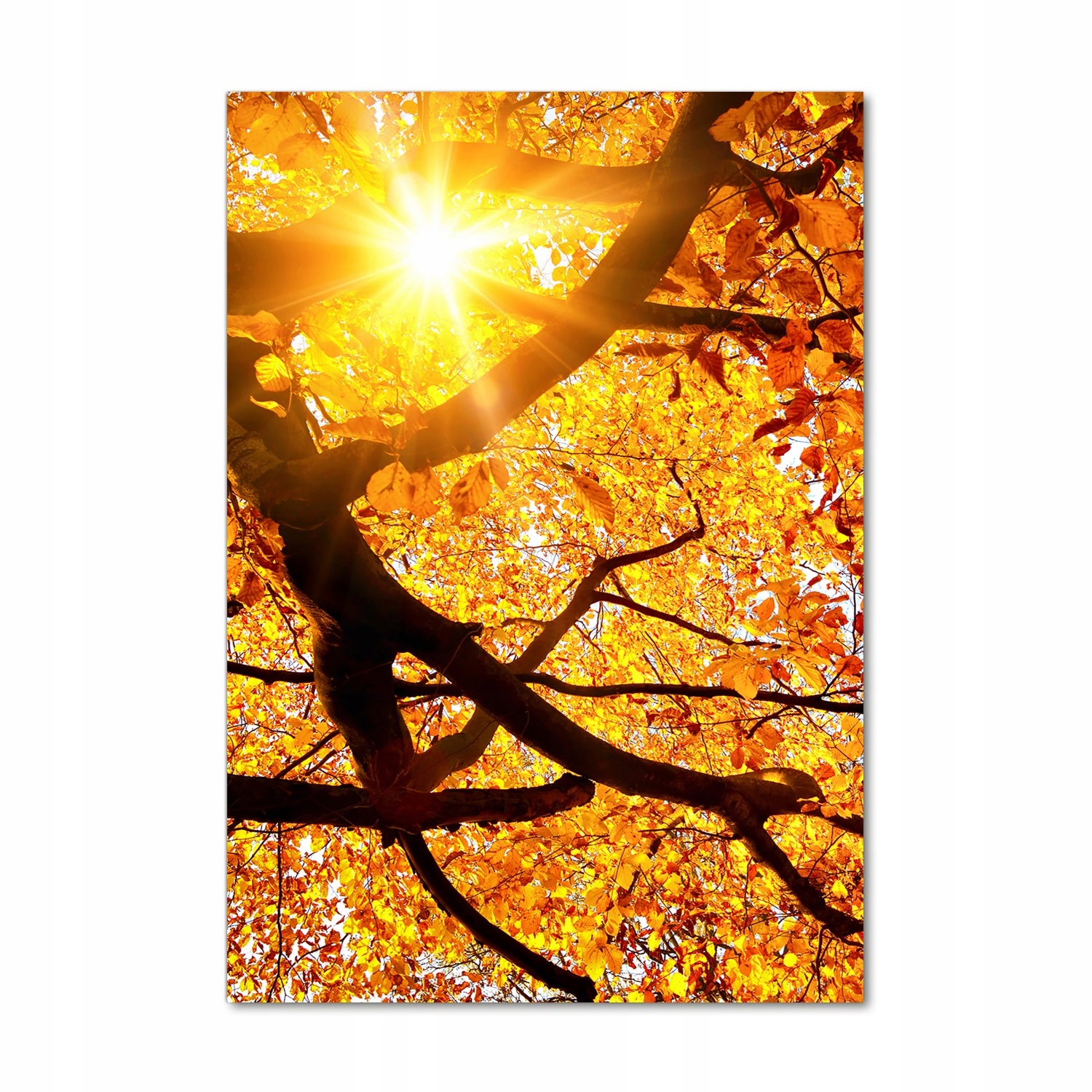 

Foto obraz szkło akrylowe Jesienne drzewo 70x100cm