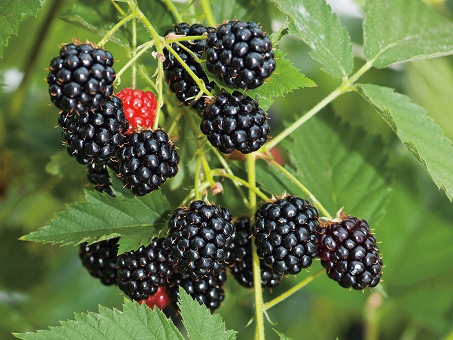 Ježyna Tiny Black (pojemnik C6)