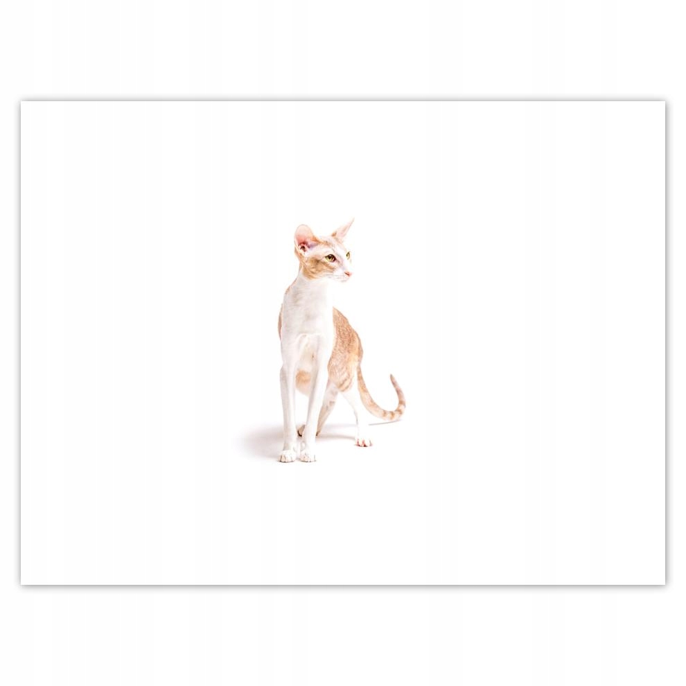 

Plakat 40x30 Kot Kotek Koty Kicia