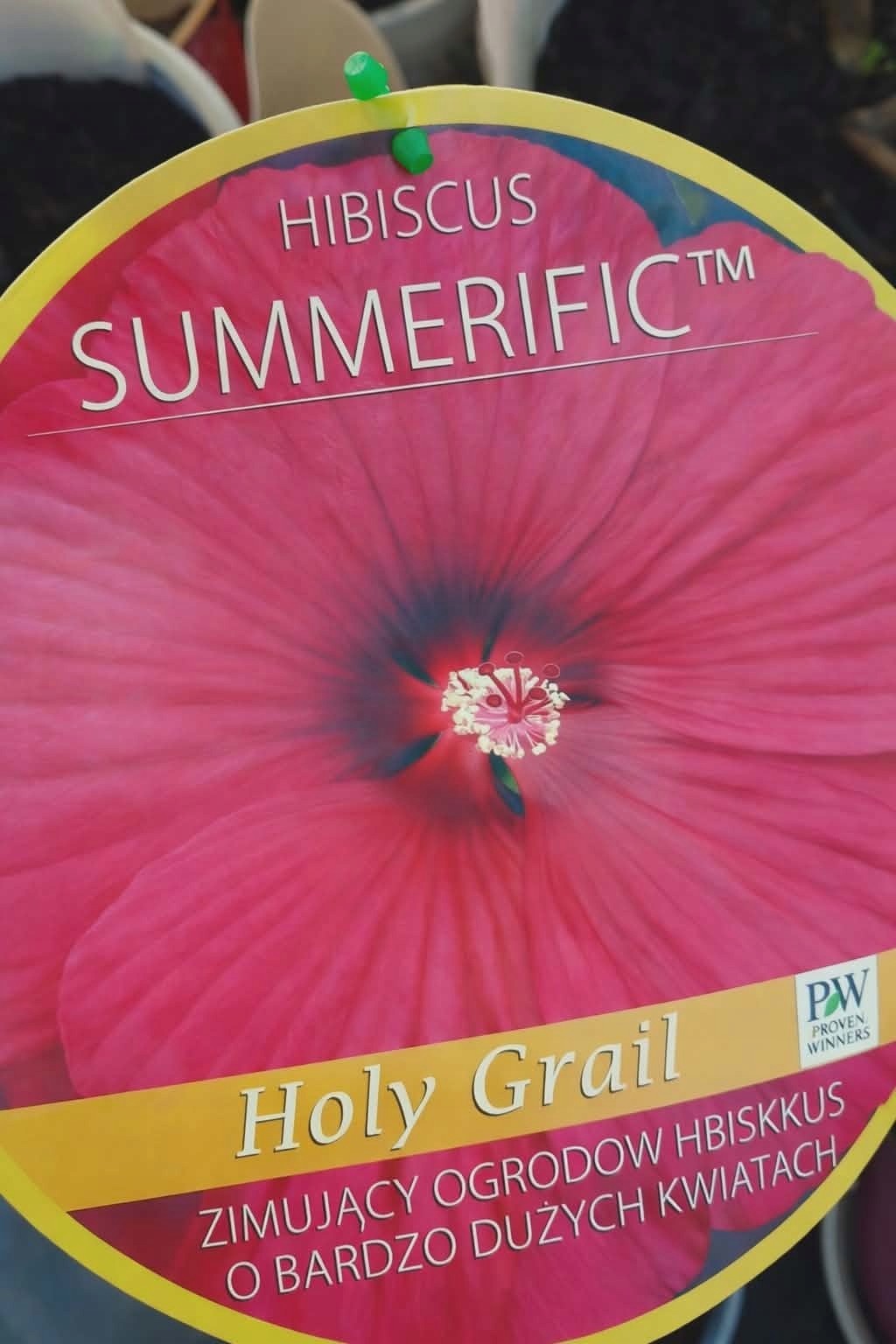 Hibiskus bagienny HOLY GRAIL Sadzonka 5l