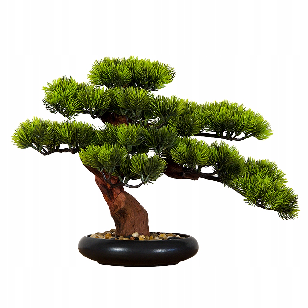 Izbová dekoratívna bonsai Borovica (PN-7)