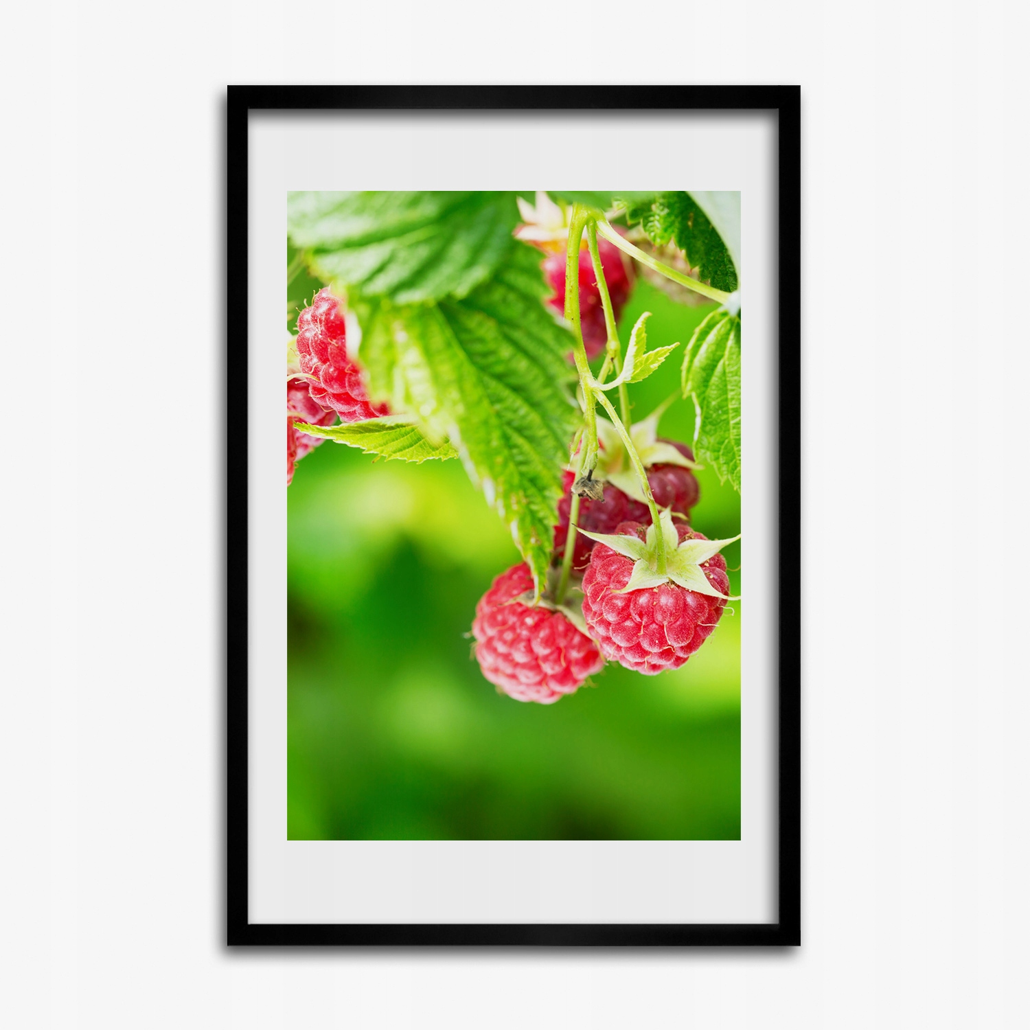 Fotoobraz s grafikou Maliny na keři 40x60 cm