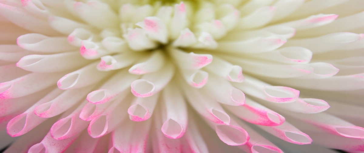 

Tapeta flizelinowa Biały aster 250x104