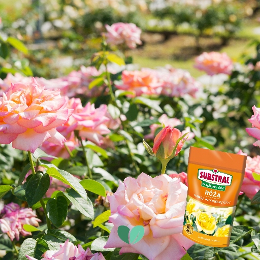 MAGICZNA SIŁA NAWÓZ DO RÓŻ 300g SUBSTRAL Producent Substral