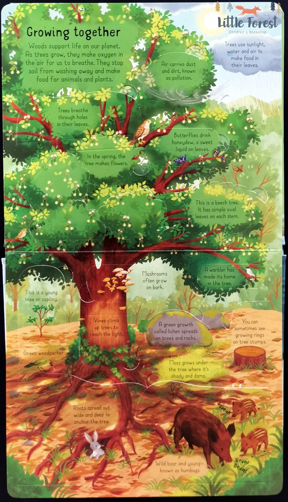 Look Inside the Woods Rodzaj książki dla dzieci