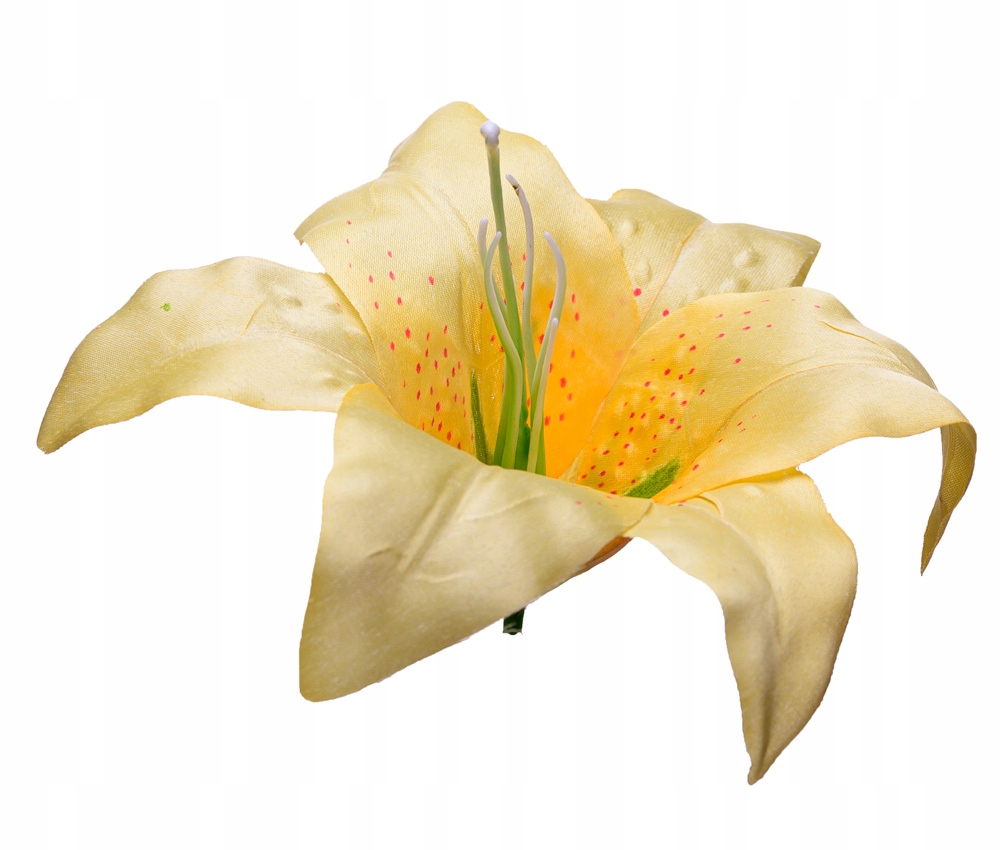 Lilia żółta główka