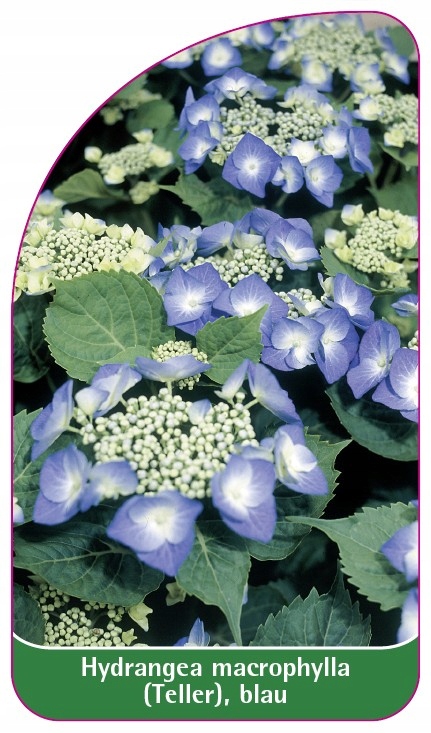 Etykieta szkółkarska Hydrangea macrophylla (Teller), blau